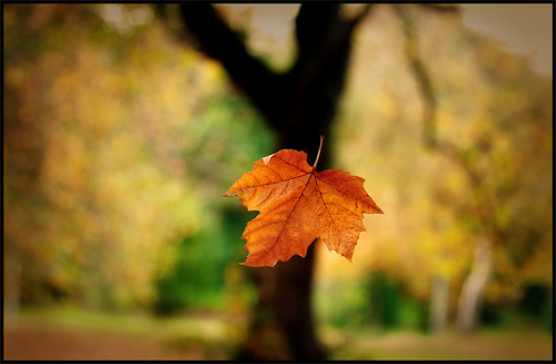 falling leaf