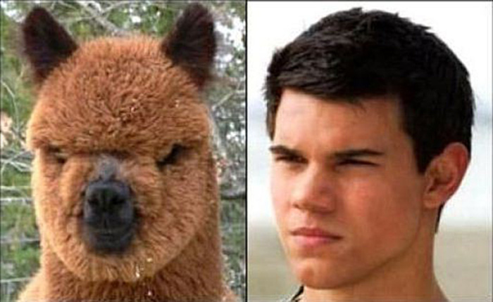 Taylor Lautner and an Alpaca