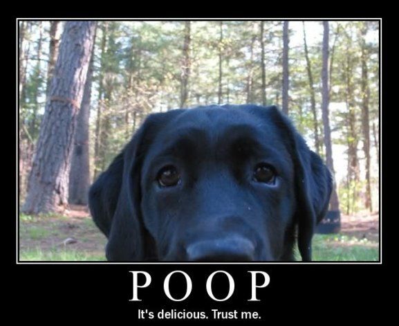 Dog Poo