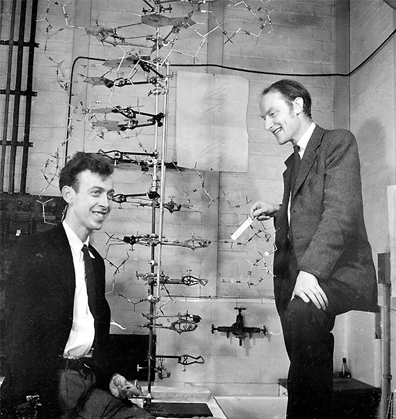 Watson and Crick's model of the DNA molecule