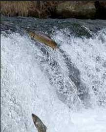 fish falling off waterfall