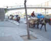 Beijing_DonkeyCart_112002.jpg (83153 bytes)